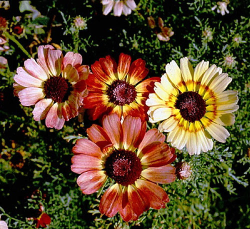 Chrysanthemum carinatum, (painted daisy),